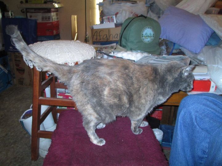 Miss Kitty , an adoptable Domestic Short Hair in Cincinnati, OH_image-4