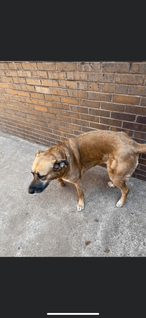 Ruby, an adoptable German Shepherd Dog, Black Mouth Cur in Richmond, MO, 64085 | Photo Image 4