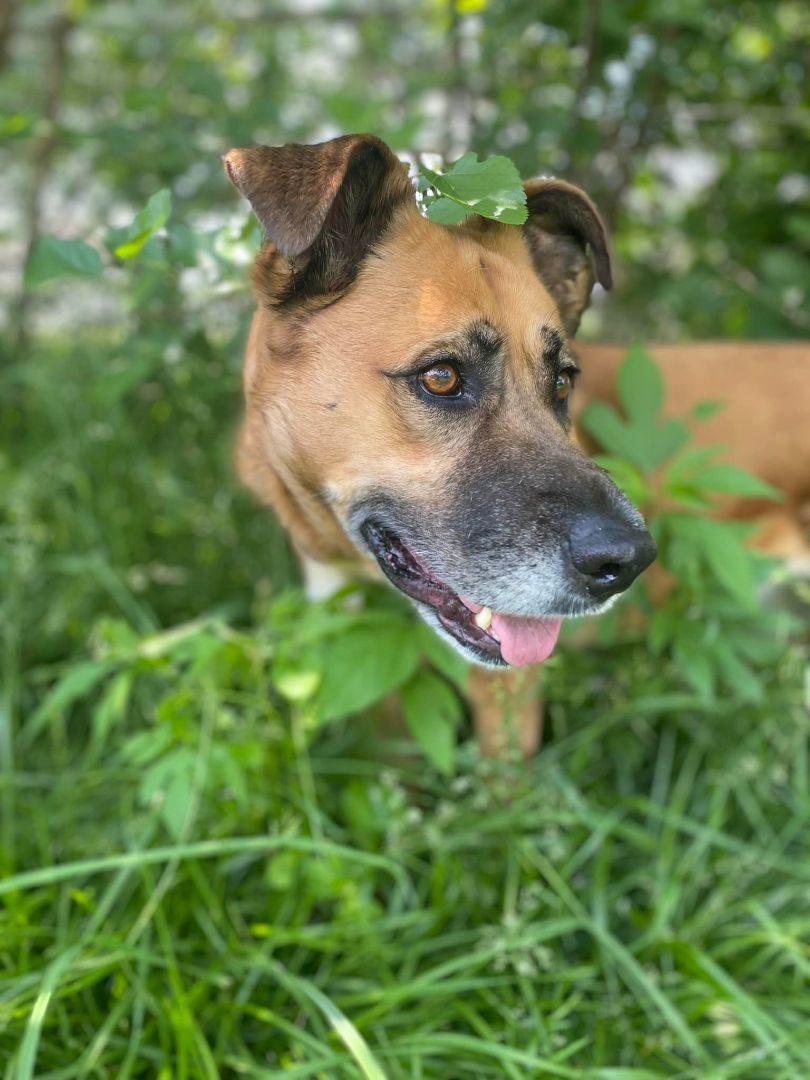 Ruby, an adoptable German Shepherd Dog, Black Mouth Cur in Richmond, MO, 64085 | Photo Image 5