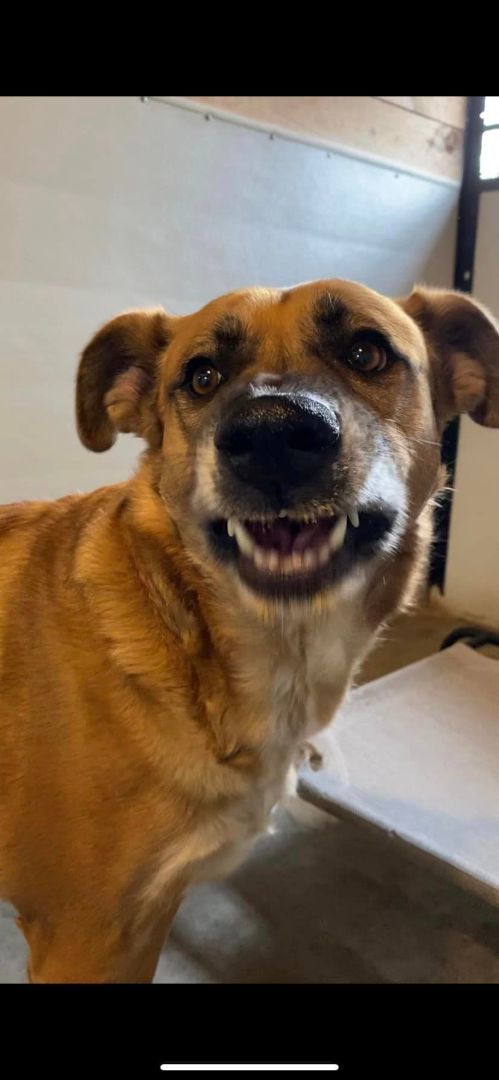 Ruby, an adoptable German Shepherd Dog, Black Mouth Cur in Richmond, MO, 64085 | Photo Image 6
