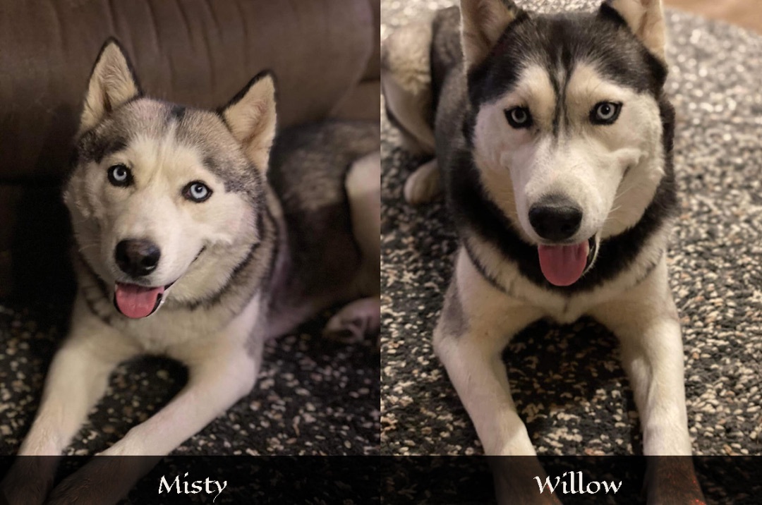 Misty and Willow - bonded pair