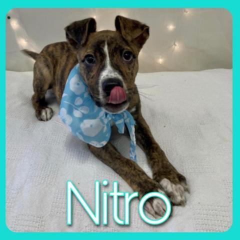 Nitro