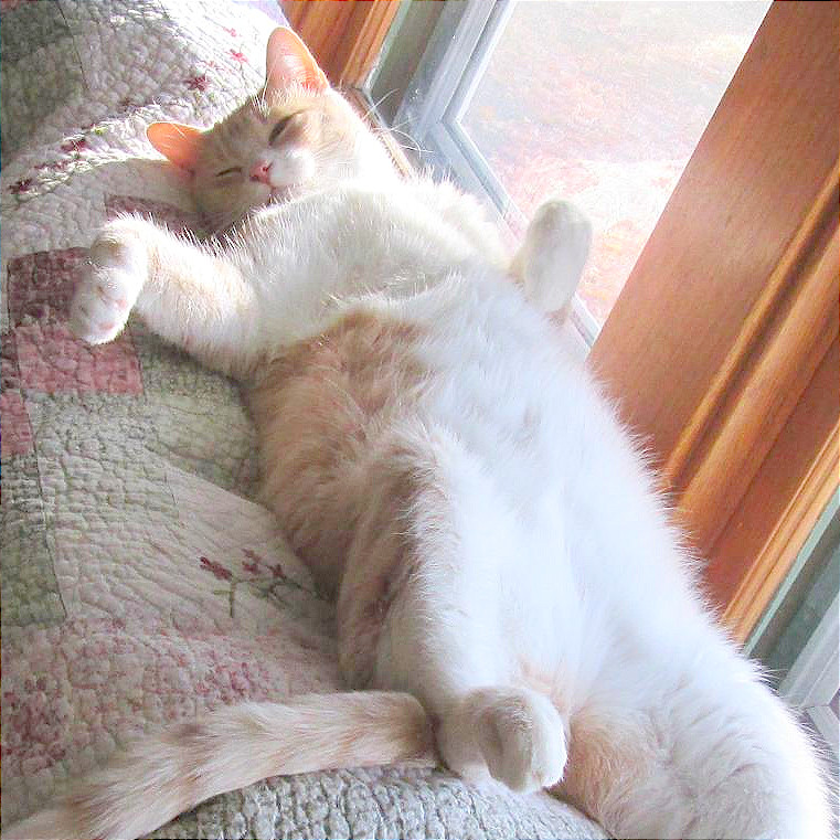 Scooter, an adoptable Domestic Short Hair in Rochester, MN, 55903 | Photo Image 1