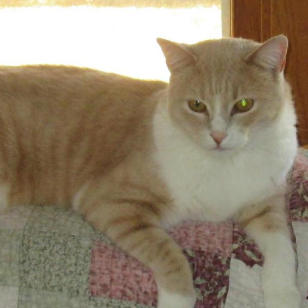 Scooter, an adoptable Domestic Short Hair in Rochester, MN, 55903 | Photo Image 2