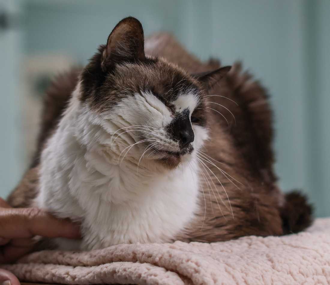 Tabu, an adoptable Snowshoe, Siamese in Los Angeles, CA, 90039 | Photo Image 2