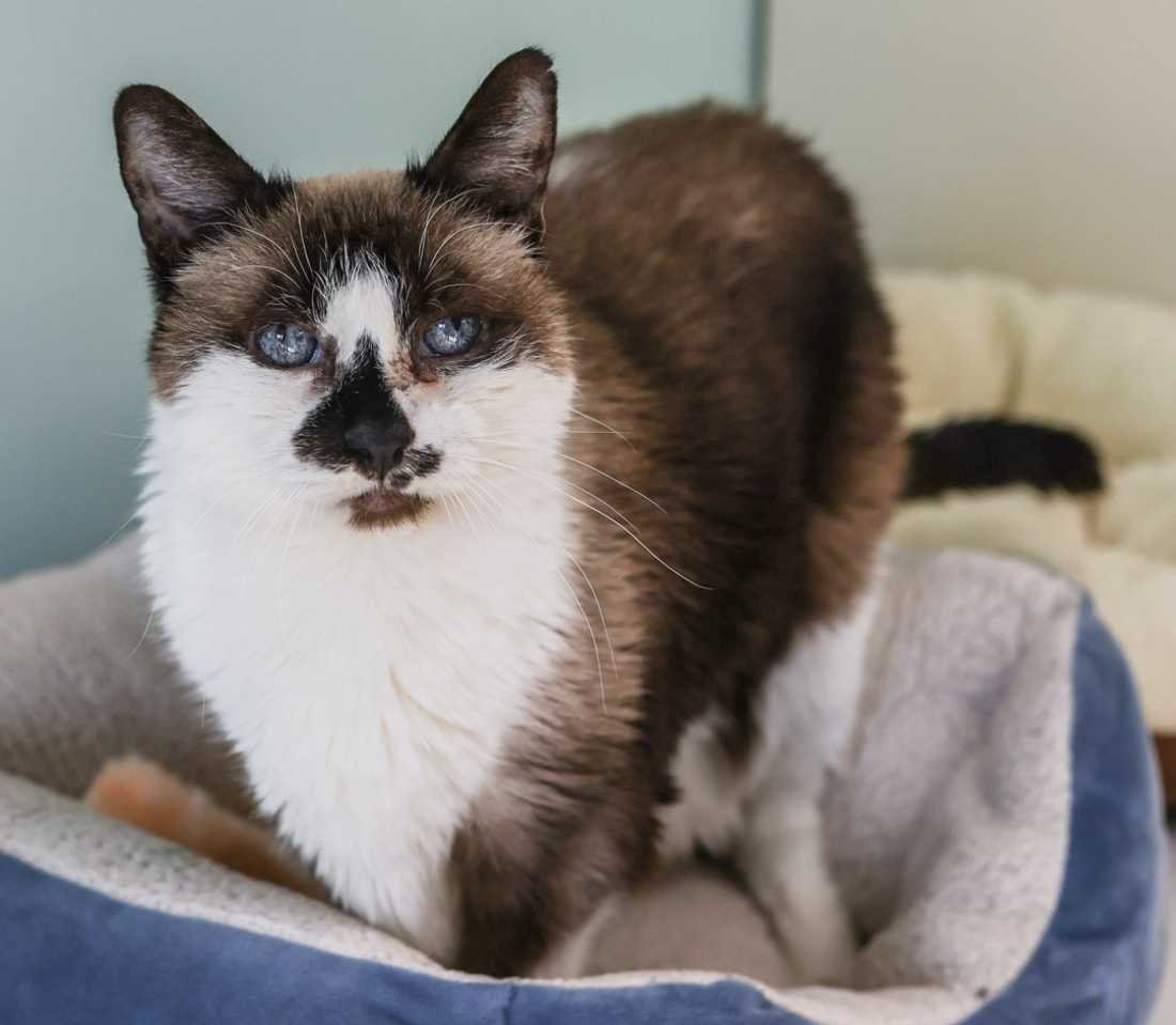 Tabu, an adoptable Snowshoe, Siamese in Los Angeles, CA, 90039 | Photo Image 3