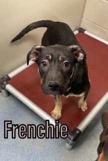 Frenchie 120982