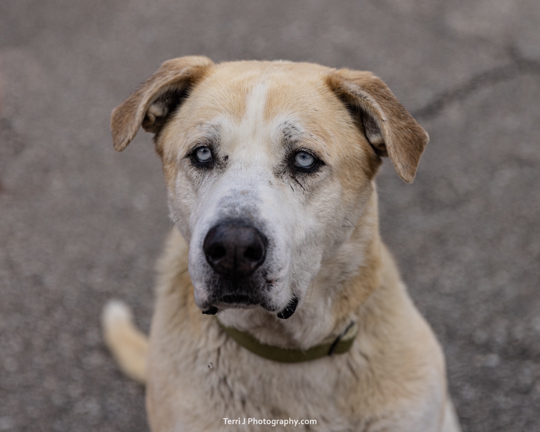 Dog for adoption - Hank, a Labrador Retriever & Husky Mix in Toronto, ON |  Petfinder