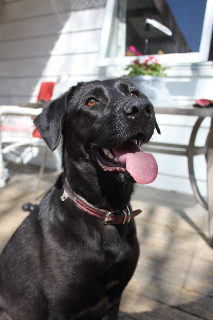 Mila , an adoptable Black Labrador Retriever in Pointe-Claire, QC, H9S 5V1 | Photo Image 2