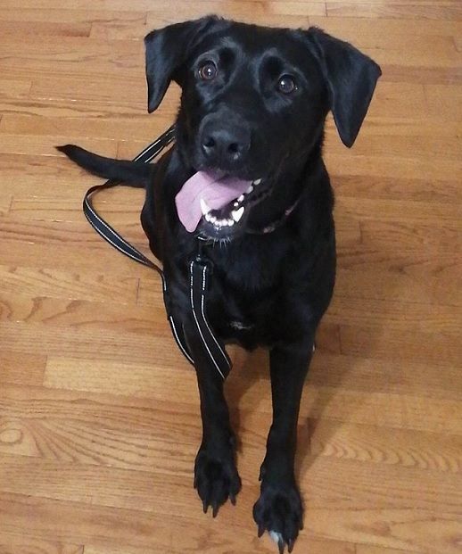 Mila , an adoptable Black Labrador Retriever in Pointe-Claire, QC, H9S 5V1 | Photo Image 3