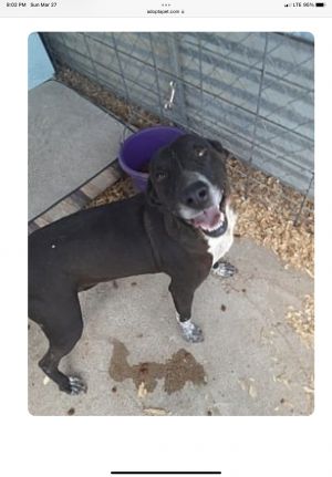 Daniela, Adult Female Mixed Breed