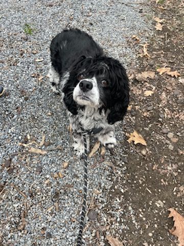 Moose Would Prefer to be an Only Pet!