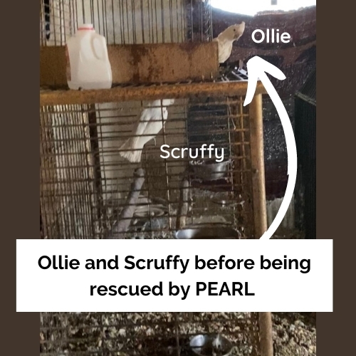 Ollie and Scruffy 6