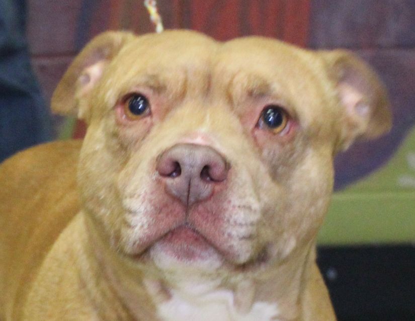 Dog for adoption - Harley, a Pit Bull Terrier Mix in Columbus, IN |  Petfinder