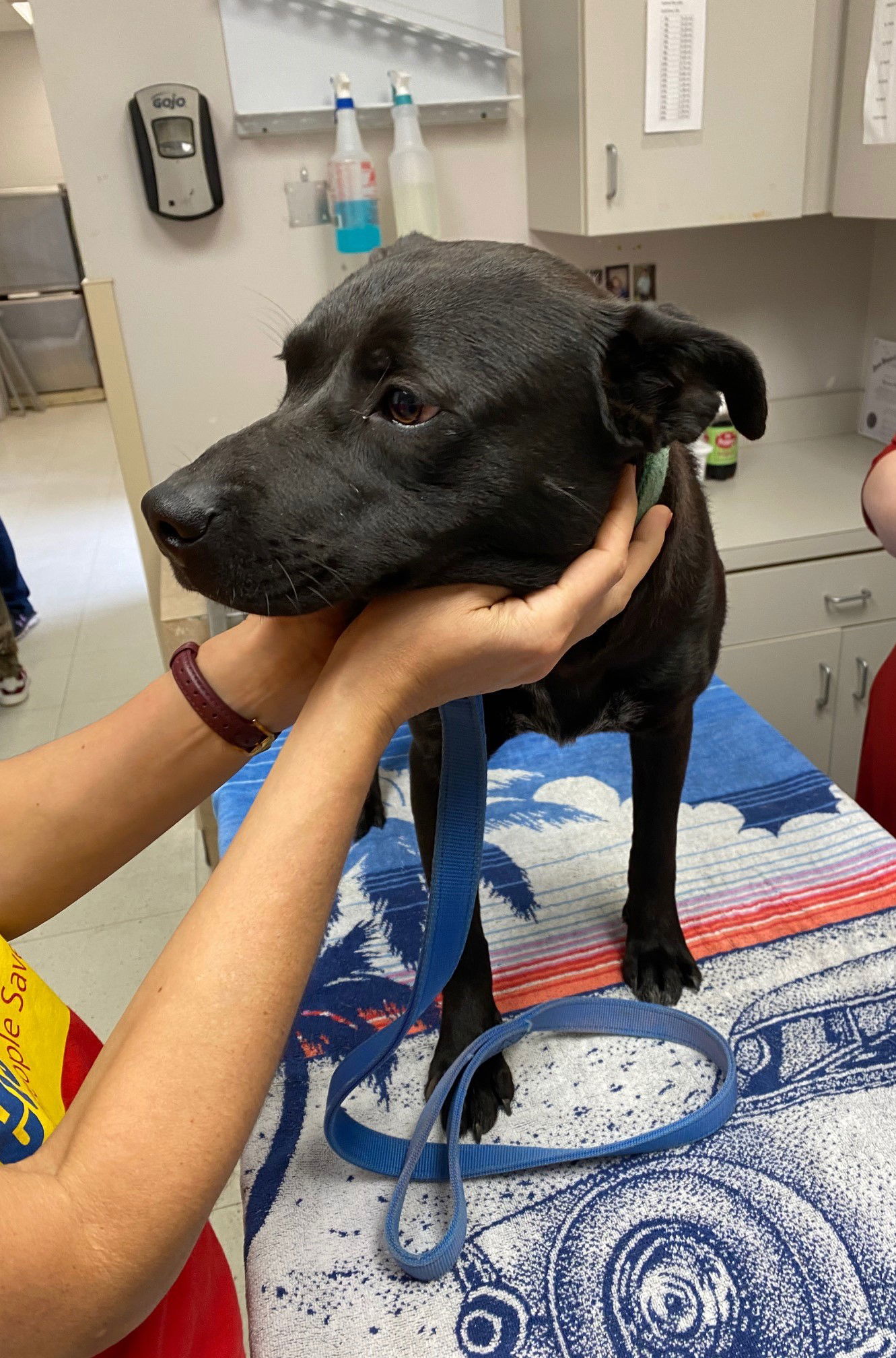 Smoothie, an adoptable Labrador Retriever, Husky in The Woodlands, TX, 77393 | Photo Image 2