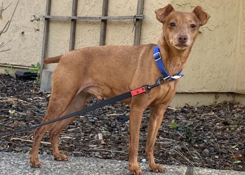 Tag, an adoptable Miniature Pinscher in Pittsburg, CA, 94565 | Photo Image 1