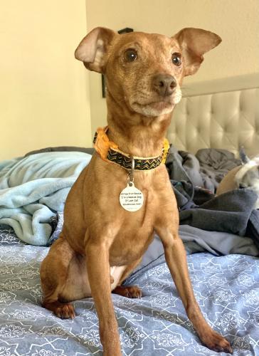 Tag, an adoptable Miniature Pinscher in Pittsburg, CA, 94565 | Photo Image 3