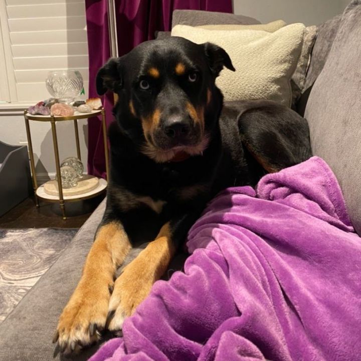 Husky 2024 rottie mix