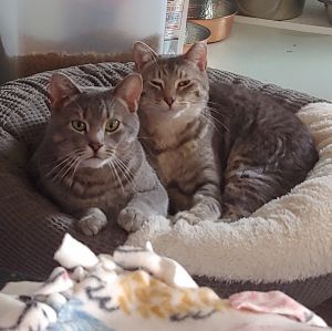 Duncan & Houdini (Bonded Pair)