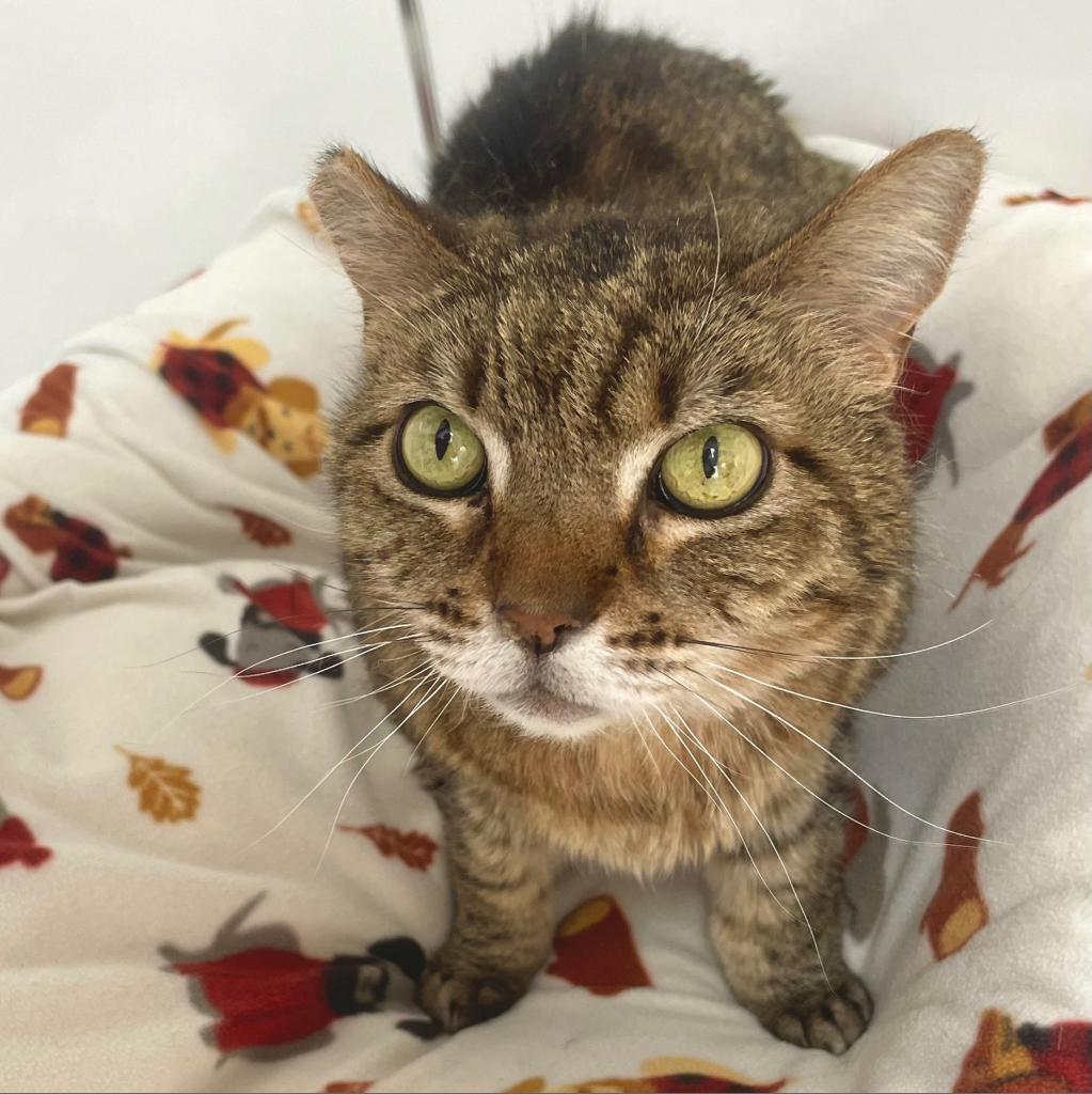 Tsu, an adoptable Domestic Medium Hair in Kanab, UT, 84741 | Photo Image 1