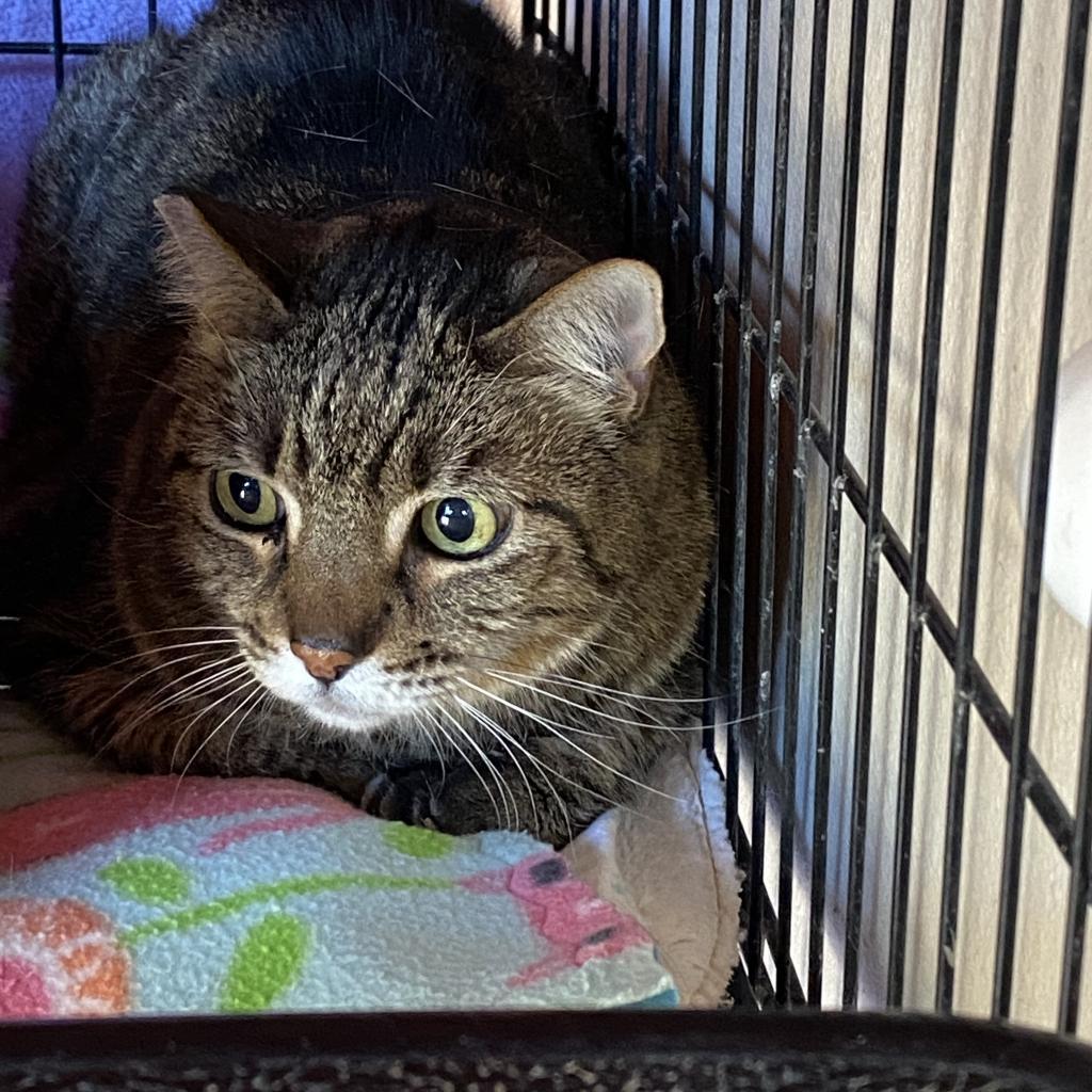 Tsu, an adoptable Domestic Medium Hair in Kanab, UT, 84741 | Photo Image 4