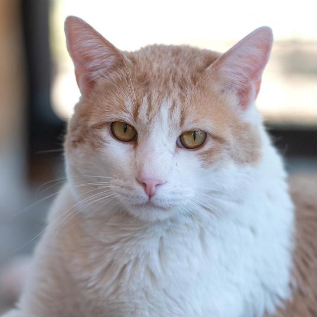 Leo Decatmeow, an adoptable Domestic Short Hair in Kanab, UT, 84741 | Photo Image 2