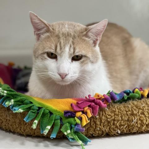 Leo Decatmeow, an adoptable Domestic Short Hair in Kanab, UT, 84741 | Photo Image 3