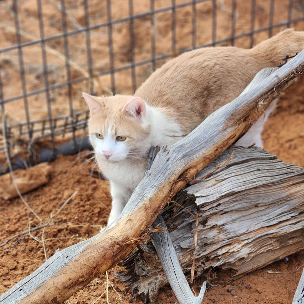 Leo Decatmeow, an adoptable Domestic Short Hair in Kanab, UT, 84741 | Photo Image 3