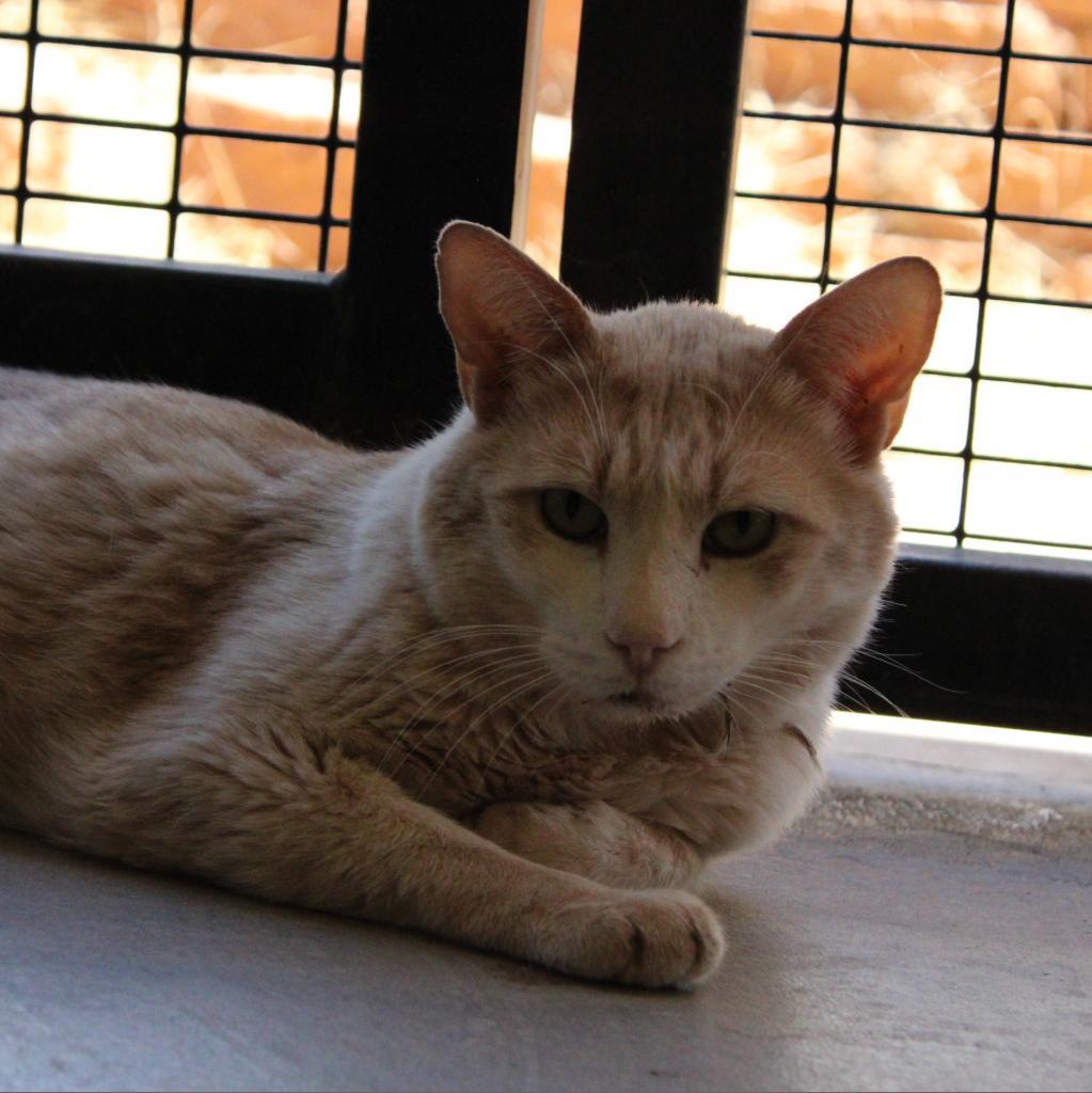 Leo Decatmeow, an adoptable Domestic Short Hair in Kanab, UT, 84741 | Photo Image 3