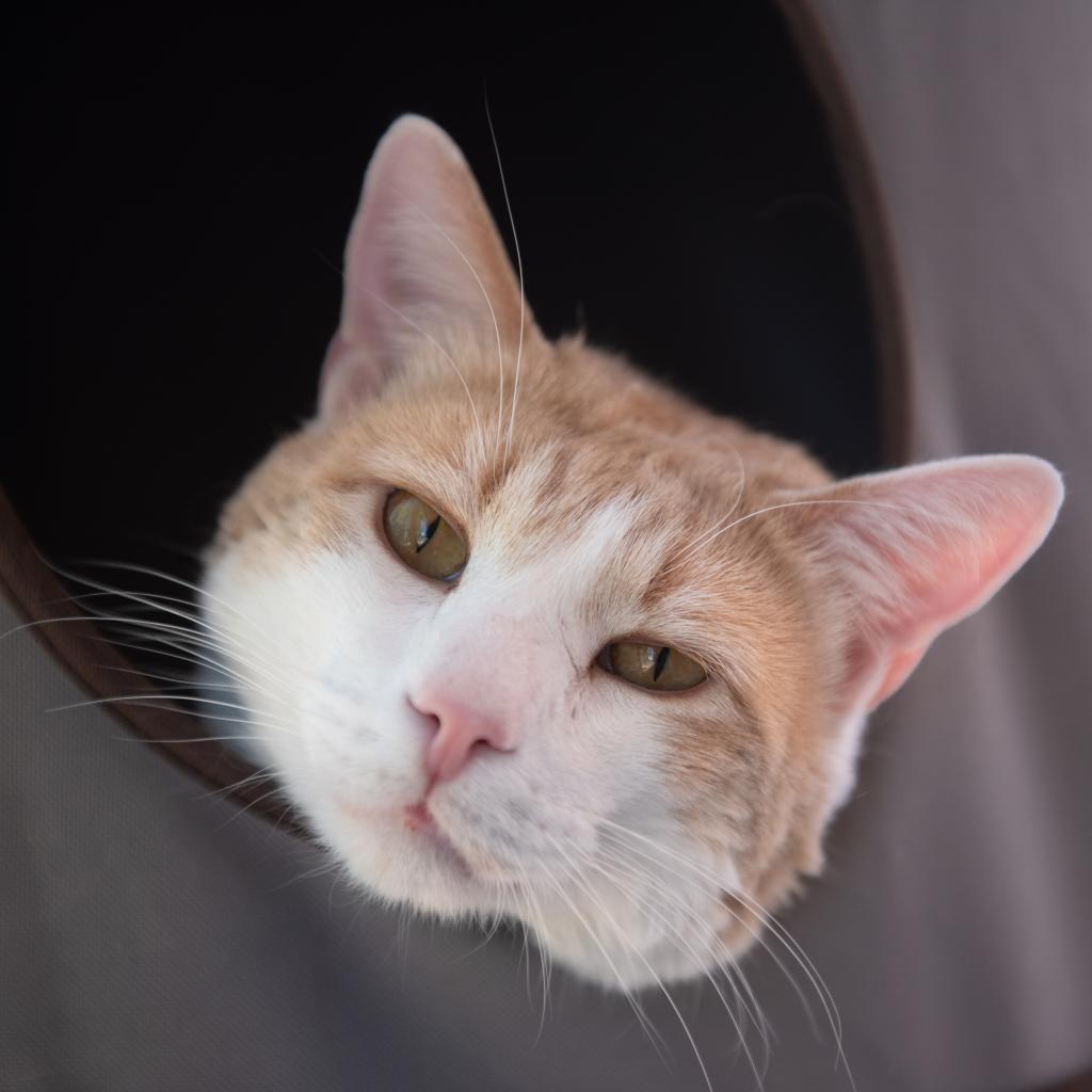 Leo Decatmeow, an adoptable Domestic Short Hair in Kanab, UT, 84741 | Photo Image 4