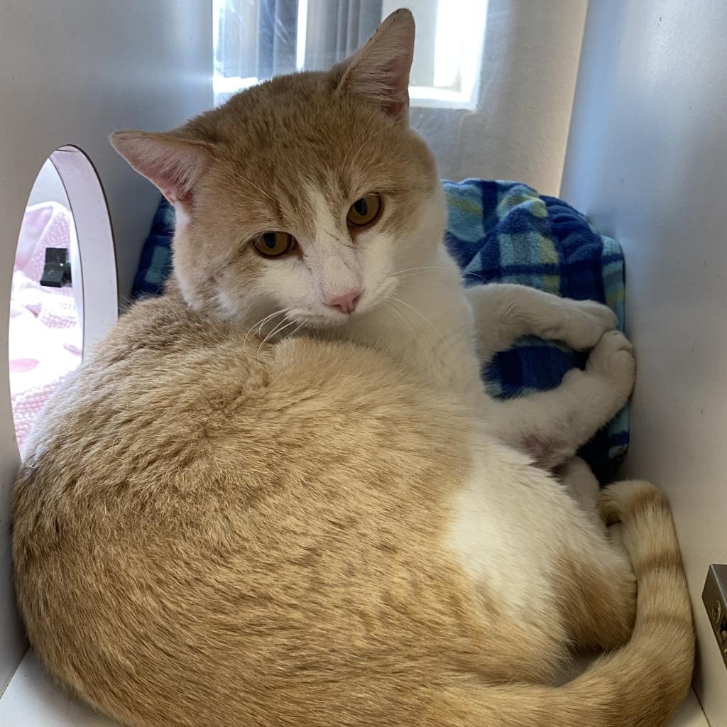 Leo Decatmeow, an adoptable Domestic Short Hair in Kanab, UT, 84741 | Photo Image 6