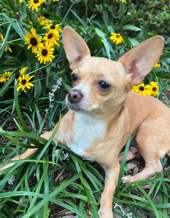 Brooksie Byrdean, an adopted Chihuahua Mix in Thompson's Station, TN_image-1