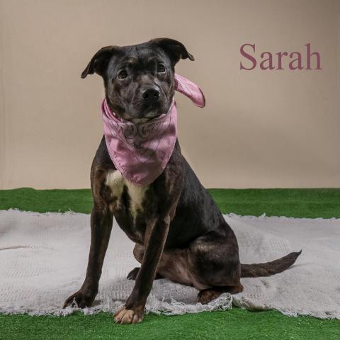 Sarah 03-2782