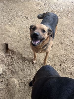 Bubba, Senior Male Labrador Retriever