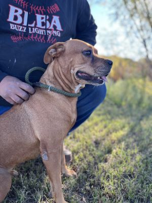 Lady2, Adult Female Pit Bull Terrier