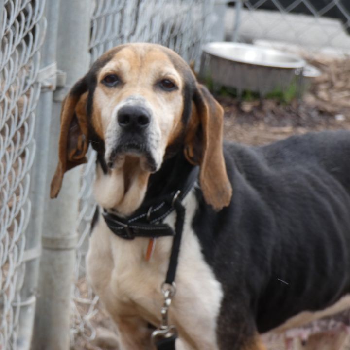 Cookie (dog), an adoptable Treeing Walker Coonhound in Bloomingdale, NJ_image-2