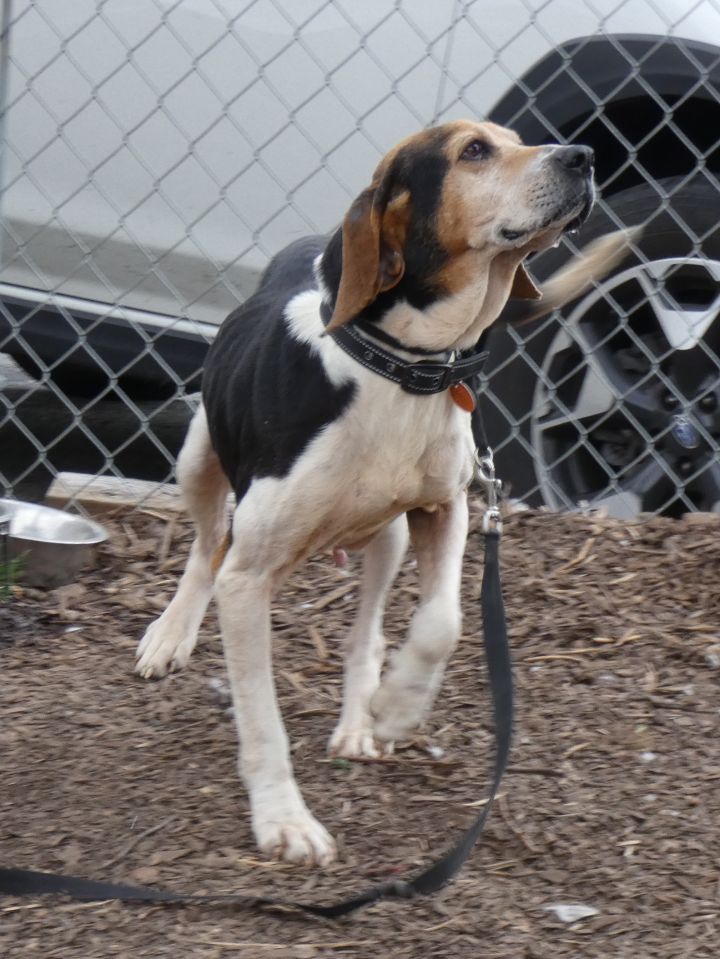 Cookie (dog), an adoptable Treeing Walker Coonhound in Bloomingdale, NJ_image-3