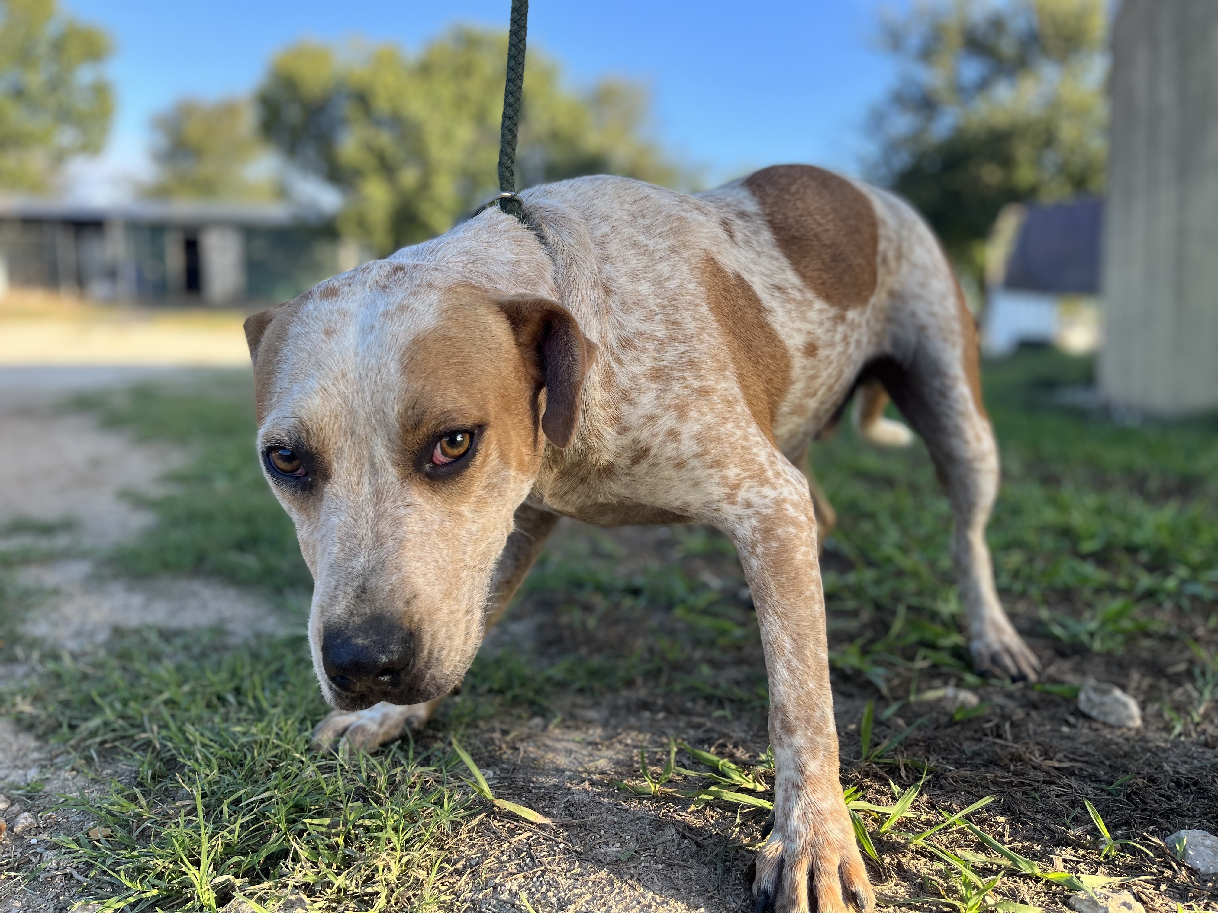 Blue best sale tick heeler