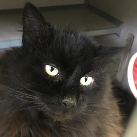 David Hasslehoofs, an adoptable Domestic Long Hair in Middletown, NY_image-1