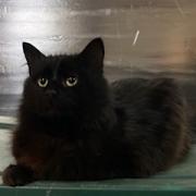 David Hasslehoofs, an adoptable Domestic Long Hair in Middletown, NY_image-6