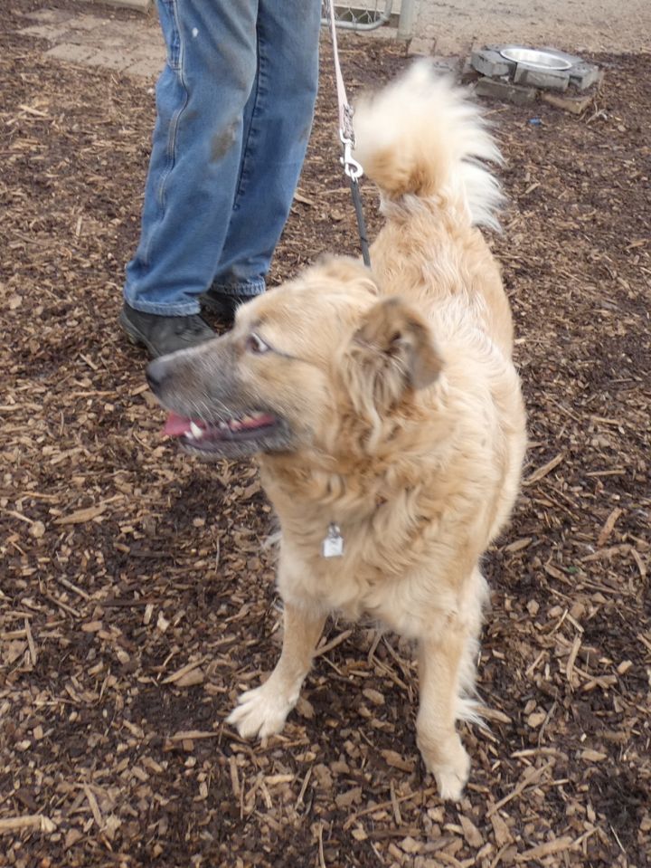 Hope, an adoptable Great Pyrenees & Cattle Dog Mix in Bloomingdale, NJ_image-5