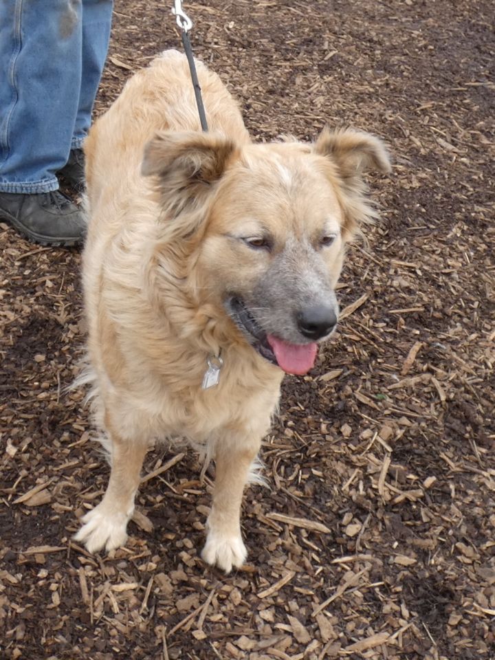 Hope, an adoptable Great Pyrenees & Cattle Dog Mix in Bloomingdale, NJ_image-6