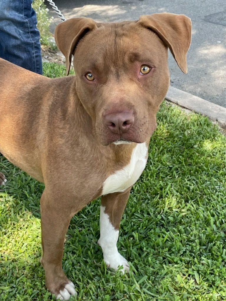 Trooper (needs foster home!)