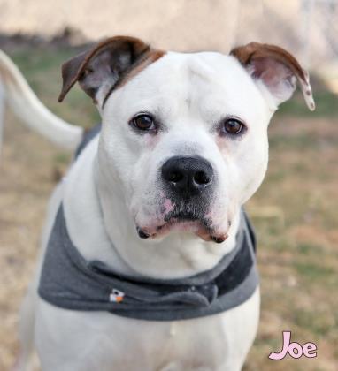 Joe (in foster)