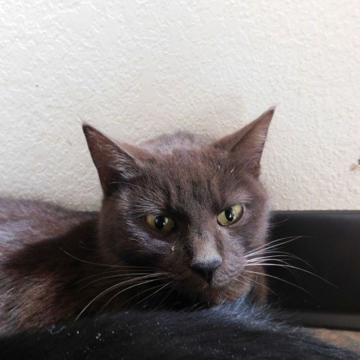 Anna, an adoptable Domestic Short Hair Mix in Ridgway, CO_image-4