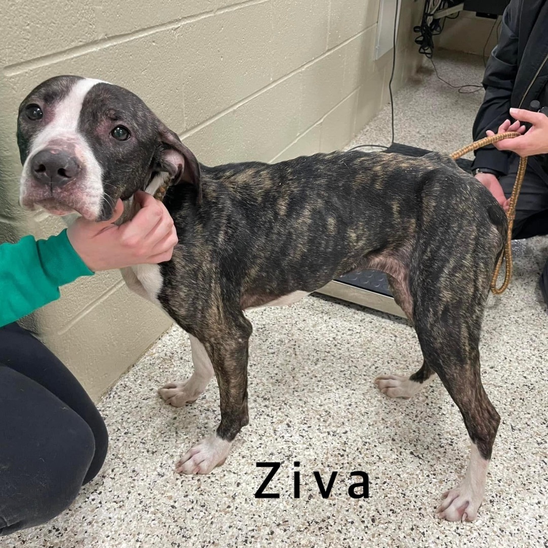 Ziva