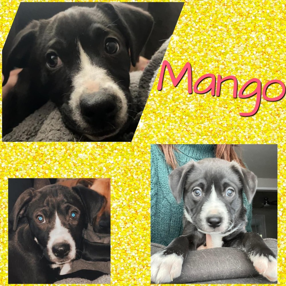 Mango