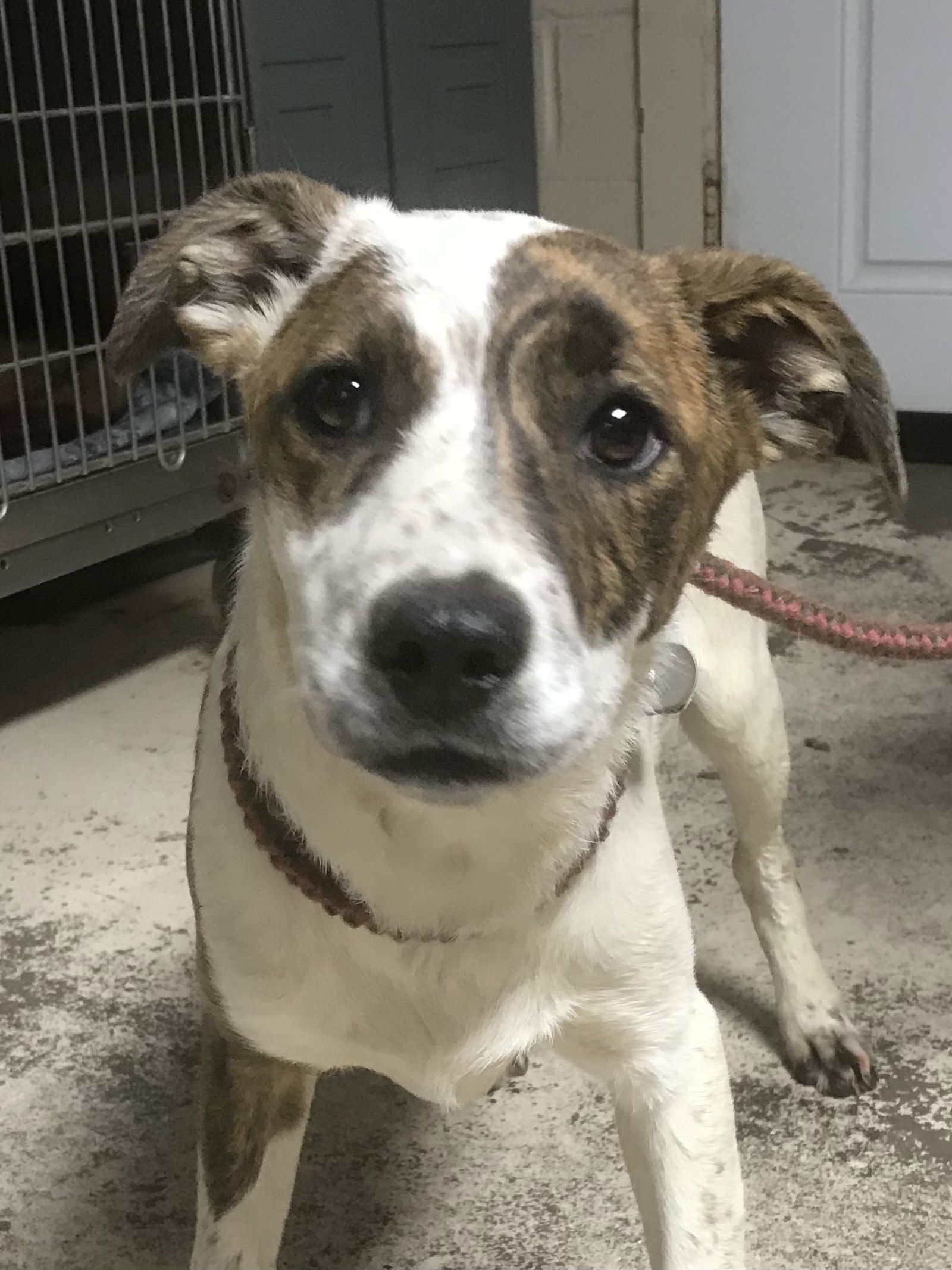 Cricket, an adoptable Border Collie in Albemarle, NC, 28001 | Photo Image 1