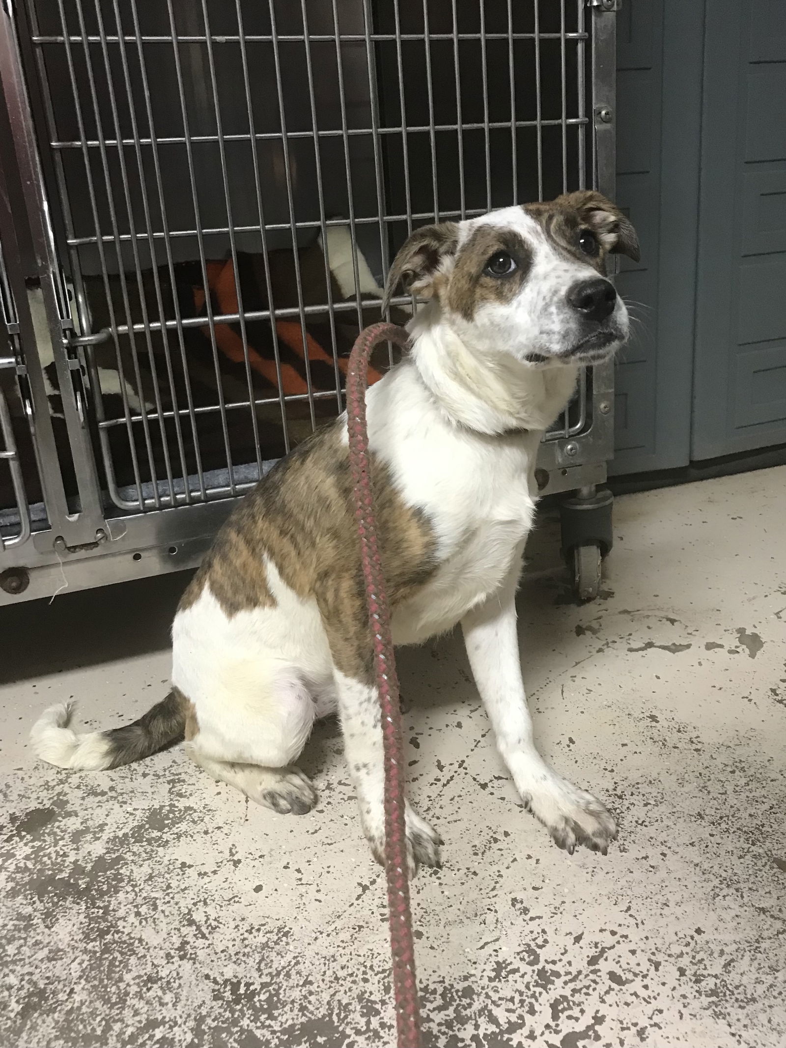 Cricket, an adoptable Border Collie in Albemarle, NC, 28001 | Photo Image 2