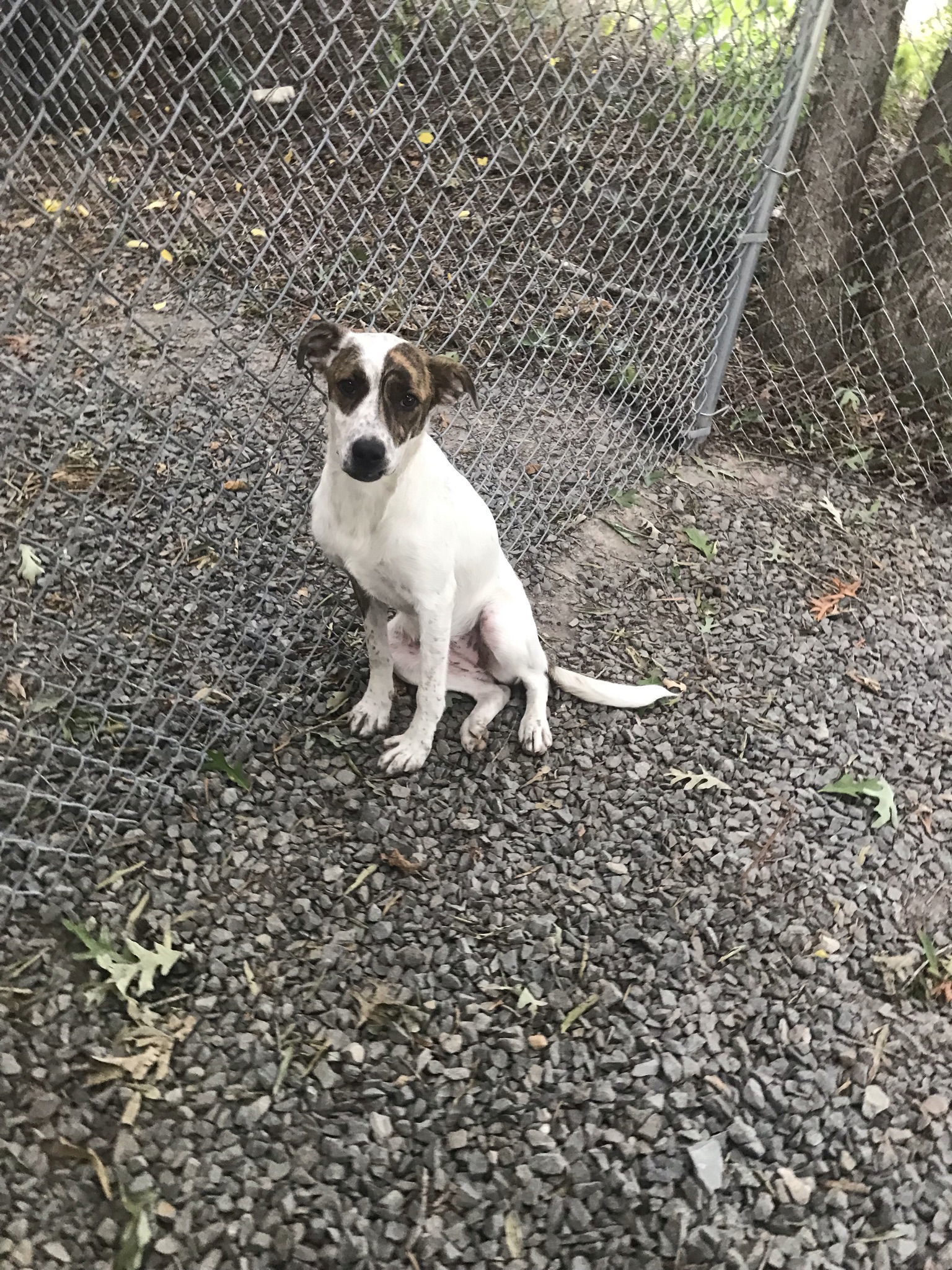 Cricket, an adoptable Border Collie in Albemarle, NC, 28001 | Photo Image 3